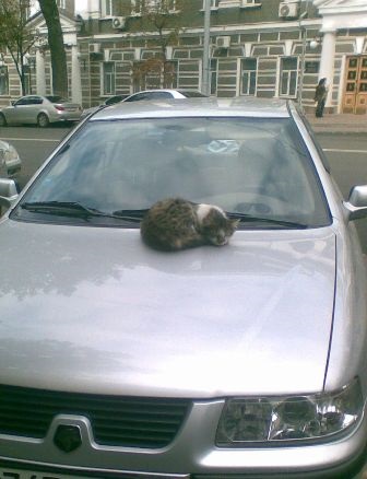 Mai degrabă decât să alungăm pisicile de la mașină de dragul mașinilor - autoforum Rostov-on-Don