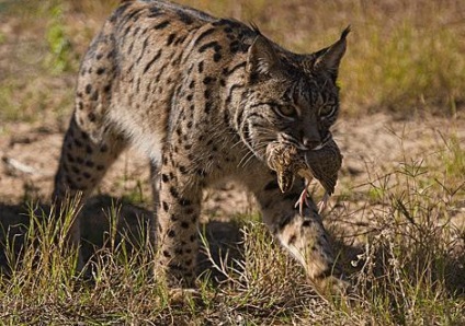 Ceea ce mănâncă râsul în pădure, decât să se hrănească trotul în taiga