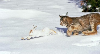 Ceea ce mănâncă râsul în pădure, decât să se hrănească trotul în taiga