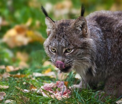 Ceea ce mănâncă râsul în pădure, decât să se hrănească trotul în taiga