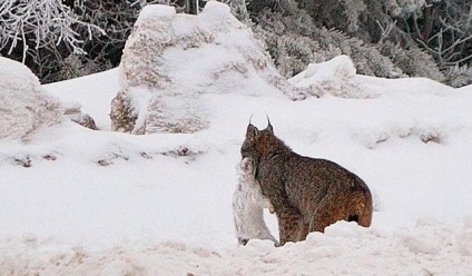 Ceea ce mănâncă râsul în pădure, decât să se hrănească trotul în taiga