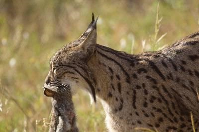 Ceea ce mănâncă râsul în pădure, decât să se hrănească trotul în taiga