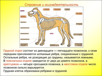 Care sunt rinichii importanți pentru oameni