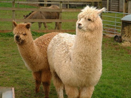 Ce este lana alpaca