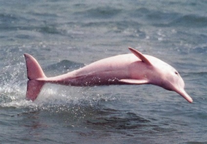 A delfinek - ésszerű emberek a tengeren - a bolygón