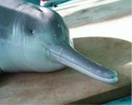 A delfin állat vagy ésszerű lény