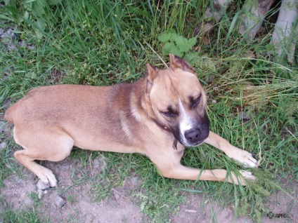 Dick, boxer (boxer german), câini, animalele de companie