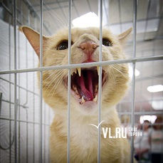 Scumpe și neprețuite 120 de pisici de rasă au fost prezentate la o expoziție din Vladivostok (foto) - știri