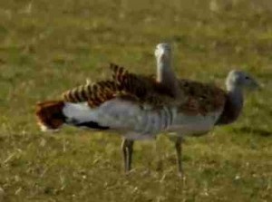 Bustard - o pasăre rară