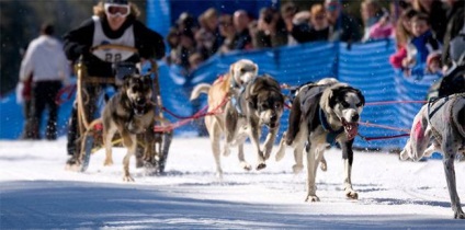 Eurohound photo eurohound, a tenyészkutyák története a gyapjú jellegének megjelenését mutatja