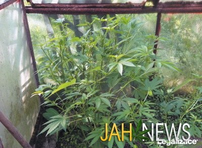 Formarea plantelor, jahnews