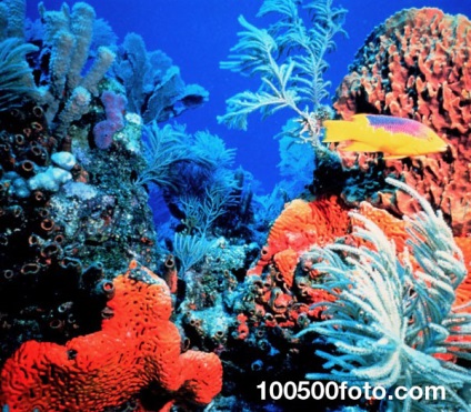 Fotografii ale celor mai frumoase și uimitoare recife de corali