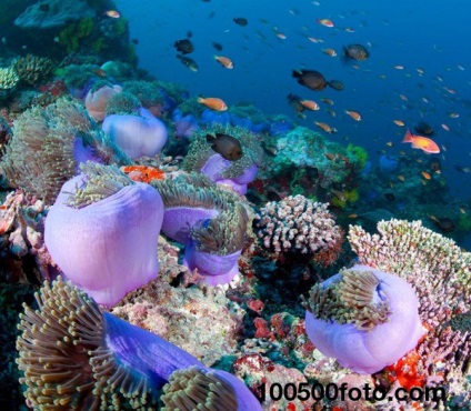 Fotografii ale celor mai frumoase și uimitoare recife de corali