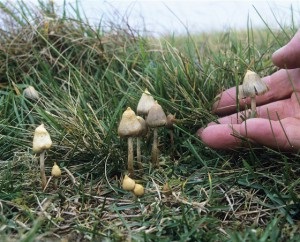 Haltă ciupercă halucinogen veselushka sau polulancetovidnaya psilotsibe, fotografie