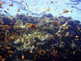 Unde sunt cele mai bune corale din Egipt?