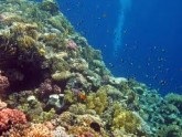 Unde sunt cele mai bune corale din Egipt?