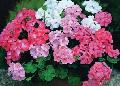 Geranium vindecă 9 boli