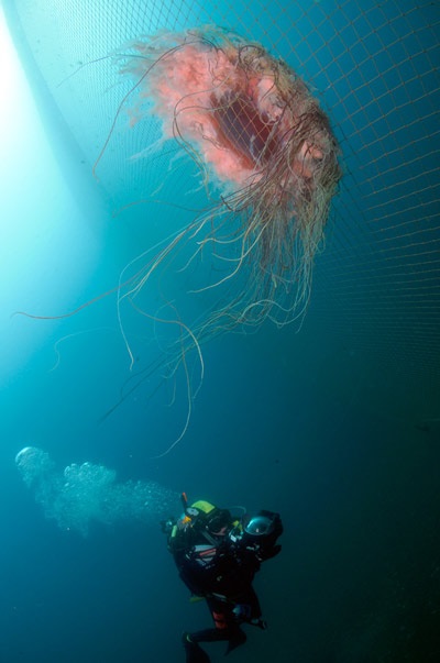 Giant meduze - site-ul pentru copii zateevo