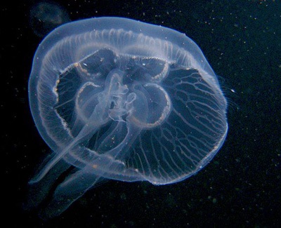 Óriás medúza - gyerekek site zateevo
