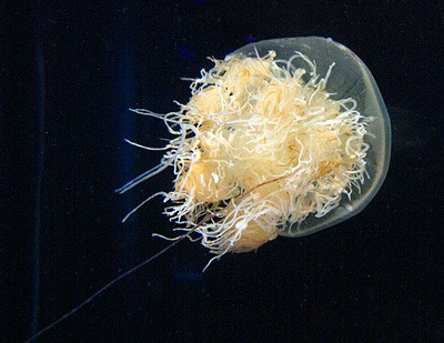 Óriás medúza - gyerekek site zateevo