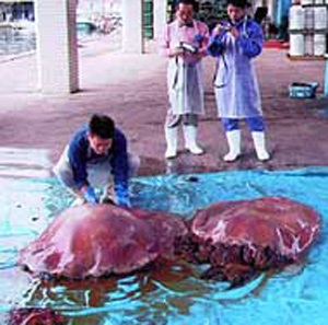 Giant meduze - site-ul pentru copii zateevo