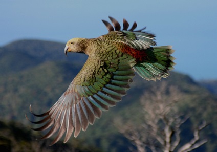 Munte papagal kea din Noua Zeelandă, chronoton