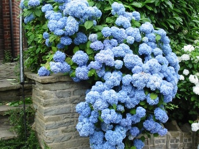 Hortensia petiolat (csévélés, mászás) ültetés és gondozás a szabadban