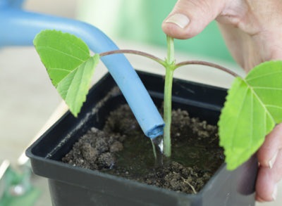 Hortensia petiolate (înfășurare, alpinism) plantare și îngrijire în teren deschis