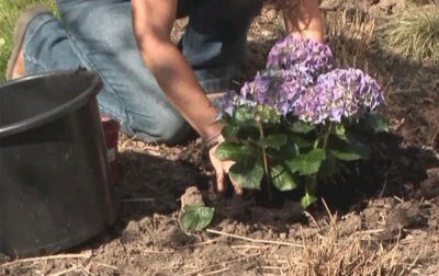 Hortensia petiolate (csévélés, mászás) ültetés és gondozás a szabadban
