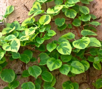 Hortensia petiolate (csévélés, mászás) ültetés és gondozás a szabadban