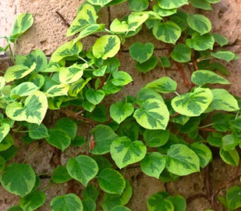 Hortensia petiolate (înfășurare, alpinism) plantare și îngrijire în teren deschis