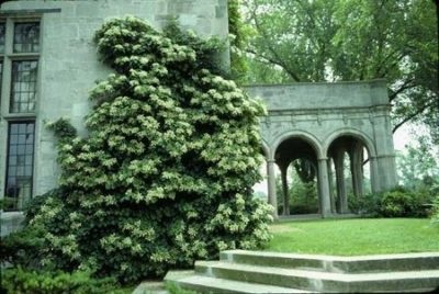 Hortensia petiolate (înfășurare, alpinism) plantare și îngrijire în teren deschis