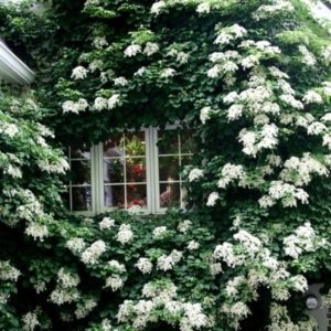 Hortensia petiolate (înfășurare, alpinism) plantare și îngrijire în teren deschis