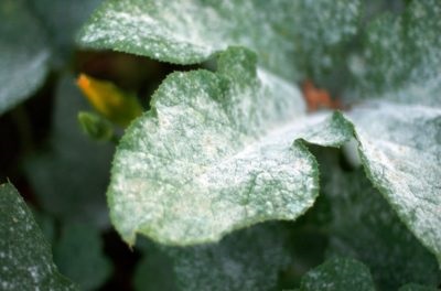 Hortensia petiolate (csévélés, mászás) ültetés és gondozás a szabadban