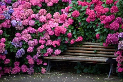 Hidranzarea înfășurării și îngrijirea florilor - grădină, grădină