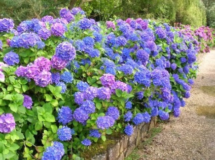 Hidranzarea înfășurării și îngrijirea florilor - grădină, grădină