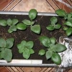 Modul de pieptene de plantare a cartofilor, agricultura auxiliară