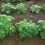 Modul de pieptene de plantare a cartofilor, agricultura auxiliară