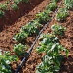 Modul de pieptene de plantare a cartofilor, agricultura auxiliară