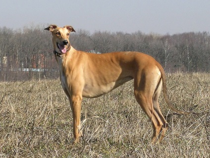 Greyhound (English Greyhound) câine foto, cumpăra, video, preț