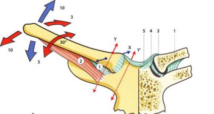 Structura articulară a articulației claviculare, funcția și boala