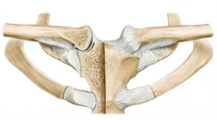 Structura articulară a articulației claviculare, funcția și boala