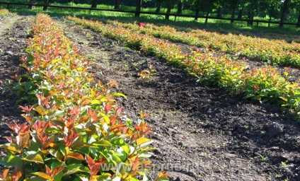 Inovații și tehnologii moderne în horticultură, agricultură