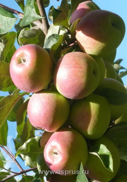 Inovații și tehnologii moderne în horticultură, agricultură