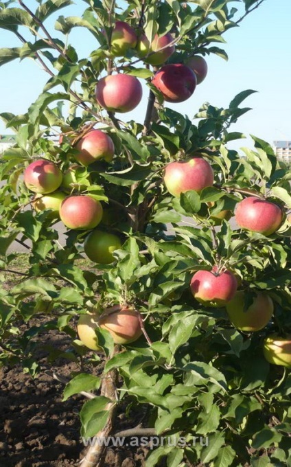 Inovații și tehnologii moderne în horticultură, agricultură