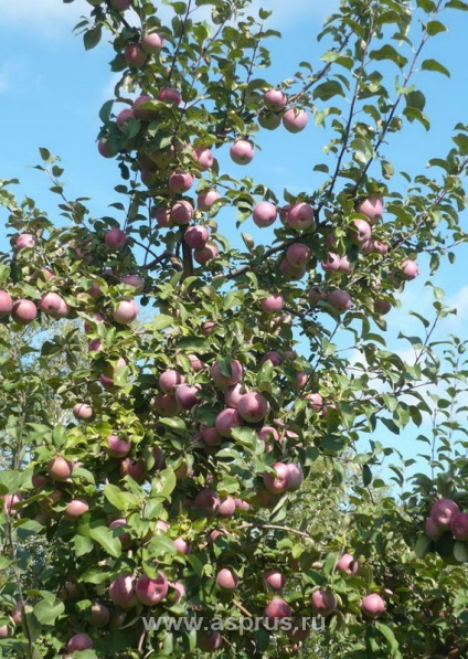 Inovații și tehnologii moderne în horticultură, agricultură