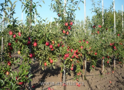 Inovații și tehnologii moderne în horticultură, agricultură