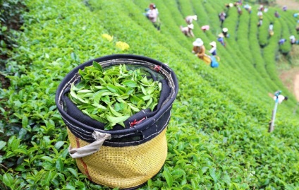 Yixing Hong-cha - tea kikötő