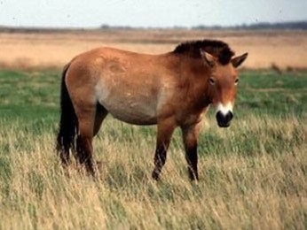 Studiul ADN-ului calului, cu atât mai multe descoperiri, cu atât mai multe puzzle-uri despre cai, calul