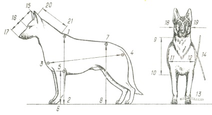 Câini de măsurare, rase de bază, conceptul de anatomie și fiziologie, creșterea câinilor, consiliere